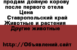 продам дойную корову. после первого отела. › Цена ­ 40 000 - Ставропольский край Животные и растения » Другие животные   